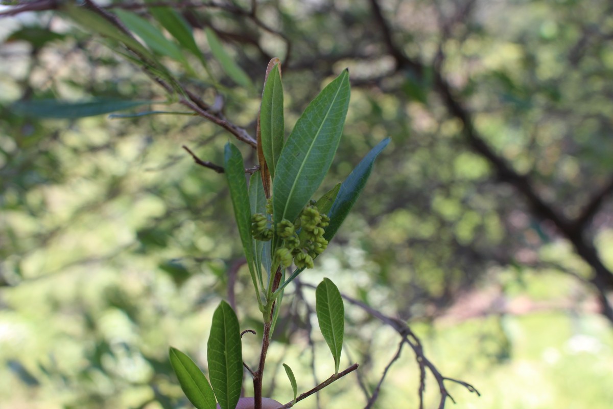 Dodonaea viscosa Jacq.